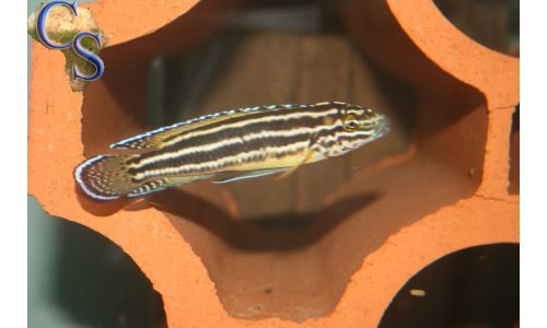 Julidochromis Regani Burundi
